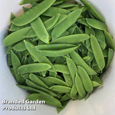 Pea (Mangetout) Snow Max 1 Seed Packet (100 Seeds)