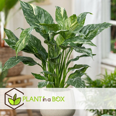 philodendron atabapoense Philodendron Atabapoense Variegata