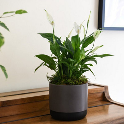 chameleon zz plant Zamioculcas 'Chameleon' | Rare Yellow Variegated ZZ Plant