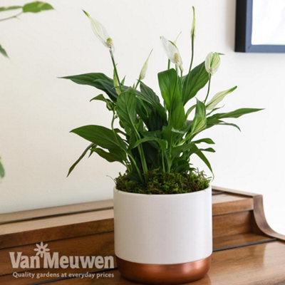 Peace Lily Houseplant 'Air So Pure' - Potted Plant (12cm Pot) x 1