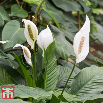 Peace Lily Houseplant 'Air So Pure' - Potted Plant (12cm Pot) x 1