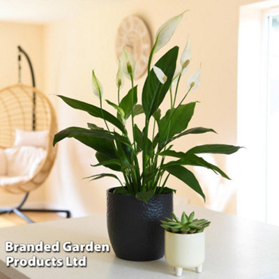 Peace Lily Houseplant 'Air So Pure' - Potted Plant (12cm Pot) x 2