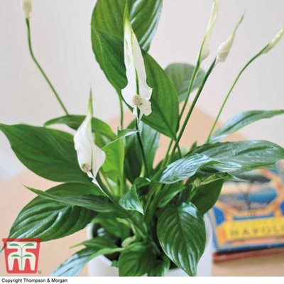 Peace Lily Houseplant 'Air So Pure' - Potted Plant (12cm Pot) x 2