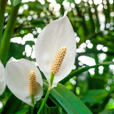 Peace Lily - Spathiphyllum Plant in 9cm