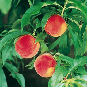 Peach Amber Patio Fruit Tree Bare Root