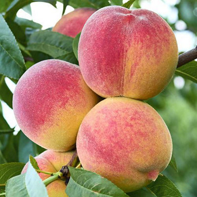 Peach Amber Patio Fruit Tree Bare Root