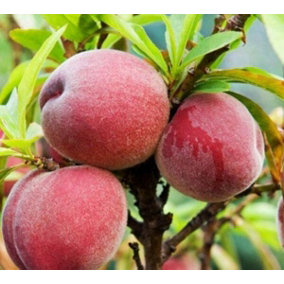 Peach Peregrine Fruit Tree UK Hardy 5-6ft Supplied in a 7.5 Litre Pot