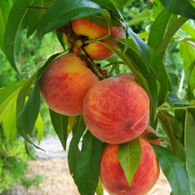 Peach Peregrine Outdoor Fruit Tree Bare Root SJA Rootstock 1.2m