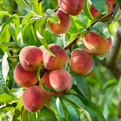Peach 'Suncrest' Prunus persica in a 5L Pot Grow Your Own Fruit Tree in ...