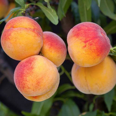 Peach 'Suncrest' Prunus persica in a 5L Pot Grow Your Own Fruit Tree in ...