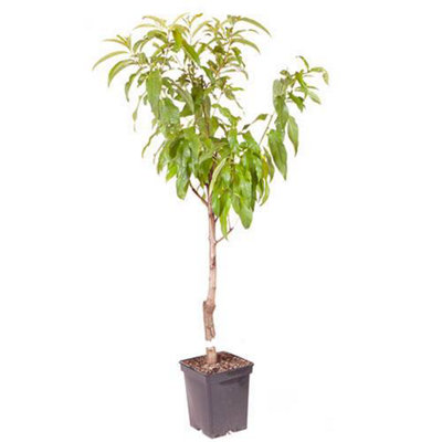 Peach 'Suncrest' Prunus persica in a 5L Pot Grow Your Own Fruit Tree in ...