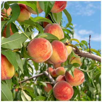 Peach Tree 'Melred', 4-5ft, in a 5L Pot, Self-Fertile & Heavy Cropping