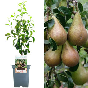 Pear Comice Patio Tree - Juicy Fruit-Bearing Tree for UK Patio Gardens - Outdoor Plant (2-3ft)