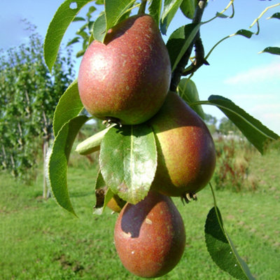 Pear Comice Patio Tree - Juicy Fruit-Bearing Tree for UK Patio Gardens - Outdoor Plant (2-3ft)
