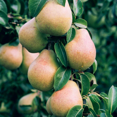 Pear Comice Patio Tree - Juicy Fruit-Bearing Tree for UK Patio Gardens - Outdoor Plant (2-3ft) - 3