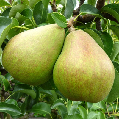Pear Comice Patio Tree - Juicy Fruit-Bearing Tree for UK Patio Gardens - Outdoor Plant (2-3ft) - 4