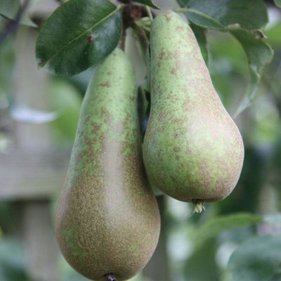 Pear Conference Fruiting Outdoor Fruit Tree 11.5L Pot QE Rootstock 1.2m