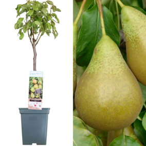 Pear Conference Patio Tree - Juicy Fruit-Bearing Tree for UK Patio Gardens - Outdoor Plant (2-3ft)