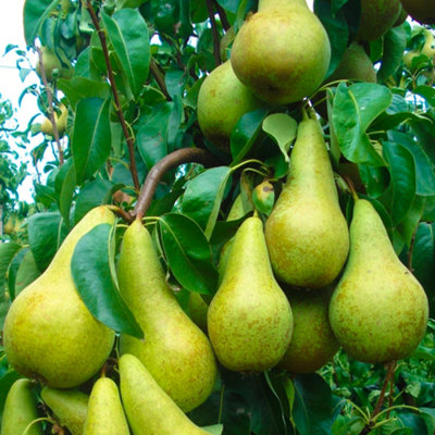 Pear Conference Patio Tree - Juicy Fruit-Bearing Tree for UK Patio Gardens - Outdoor Plant (2-3ft)