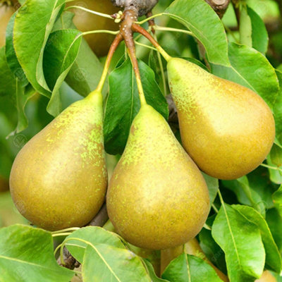 Pear Conference Patio Tree - Juicy Fruit-Bearing Tree for UK Patio Gardens - Outdoor Plant (2-3ft) - 4