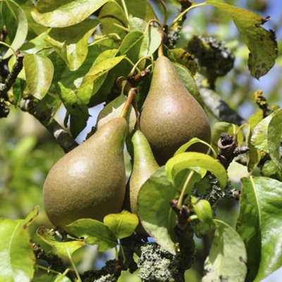 Pear Conference Patio Tree - Juicy Fruit-Bearing Tree for UK Patio Gardens - Outdoor Plant (2-3ft) - 5