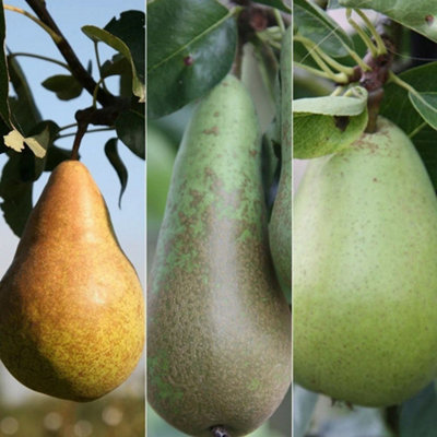 Pear Doyenne Comice & Conference & Concorde Family Pear Fruit Tree 2L ...