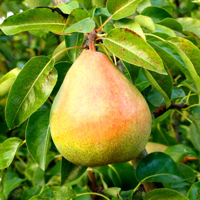 Pear Doyenne du Comice Tree - Sweet and Juicy Pears, White Flowers ...