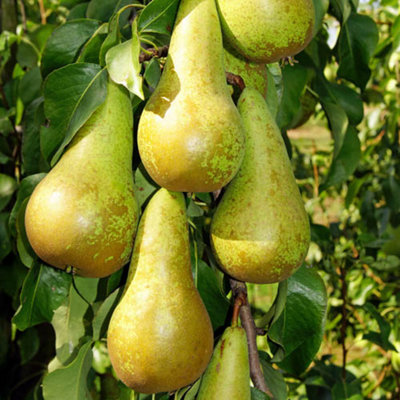 Pear Patio Duo Fruit Tree Conference Pears and Concorde Pears on One Bare Root Tree Duo Pear Tree for Gardens and Patios