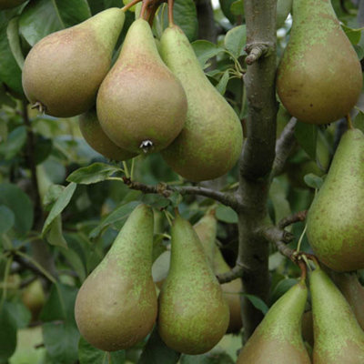 Pear Patio Duo Fruit Tree Conference Pears and Concorde Pears on One Bare Root Tree Duo Pear Tree for Gardens and Patios