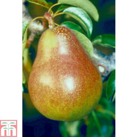 Pear (Pyrus) Mini Doyenne Du Comice 9cm Pot x 1