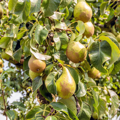 Pear Tree - Pyrus communis Conference - Height 90-100cm - Pot 21cm