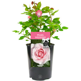 Pearl Wedding 30th Anniversary Pink Rose - Outdoor Plant, Ideal for Gardens, Compact Size