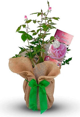 Pearl Wedding Rose Bush Gift Wrapped - 30th Wedding Anniversary Plant