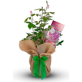 Pearl Wedding Rose Bush Gift Wrapped - 30th Wedding Anniversary Plant