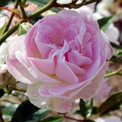 Pearl Wedding Rose Bush Gift Wrapped - 30th Wedding Anniversary Plant