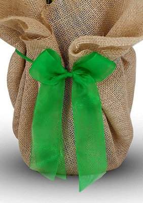 Pearl Wedding Rose Bush Gift Wrapped - 30th Wedding Anniversary Plant - 3
