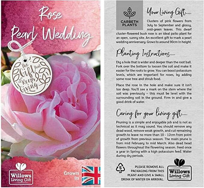Pearl Wedding Rose Bush Gift Wrapped - 30th Wedding Anniversary Plant - 4