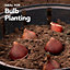 Peat Free Bulb Planting Compost with added John Innes 60L Professional Blend by Jamieson Brothers