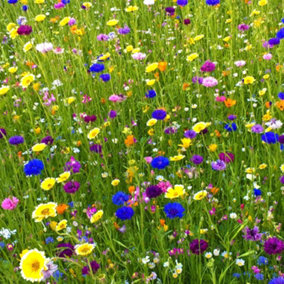 Pegdev - PDL 100g Heritage Wild Meadow Flower Seed Mix - Annuals and Perennials for Bees and Butterflies - UK Native Origin