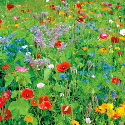 Pegdev - PDL 10g English Meadow Wildflower Seed Mix Colour Boost for Vibrant Gardens & Plant Beds - Attracts Bees and Butterflies