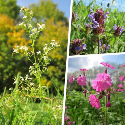 Pegdev - PDL 10g Hedgerow Wild Flower & Grass Seed Attracts Bees & Butterflys - Diverse Meadow Gardens and Eco-Friendly Seed Mix