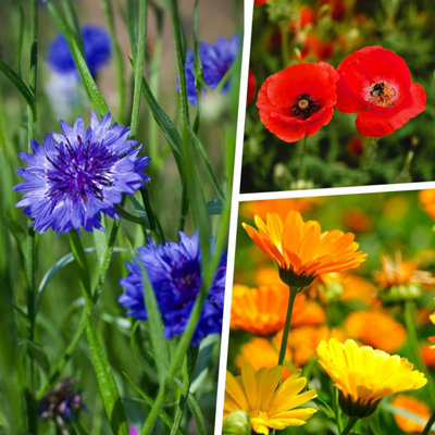 Pegdev - PDL 1kg English Meadow Wildflower Seed Mix Colour Boost for Vibrant Gardens & Plant Beds - Attracts Bees and Butterflies