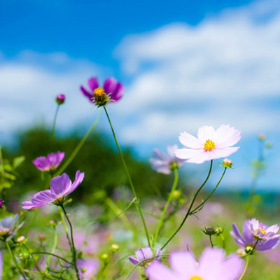 Pegdev - PDL 1kg Hedgerow Wild Flower & Grass Seed Attracts Bees & Butterflys - Diverse Meadow Gardens and Eco-Friendly Seed Mix