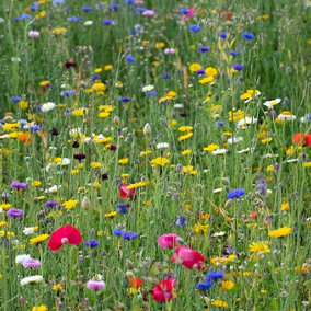 Pegdev - PDL 1kg Pro Flora Wild Flower Seed Mixtures - Native Elegance for Vibrant Spaces, Biodiversity, and Conservation
