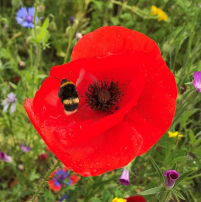 Pegdev - PDL 250g Red Poppy Wild Flower Seeds - Common Seed - Flanders, Corn, Papaver Rhoeas Seed for Stunning Summer Blooms