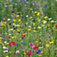 Pegdev - PDL 50g Pro Flora Wild Flower Seed Mixtures - Native Elegance for Vibrant Spaces, Biodiversity, and Conservation