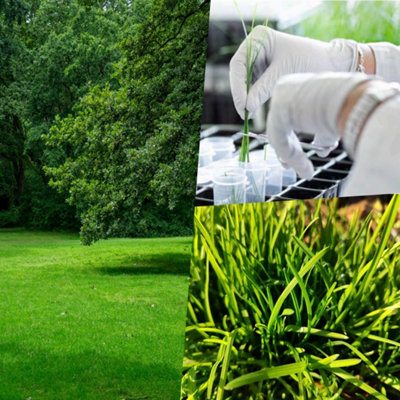 Pegdev - PDL - Fast Growing Grass Seed - Rapidly Transform Your Lawn into a Verdant Oasis (1.5kg)