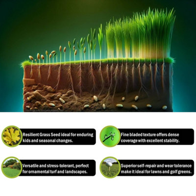 Pegdev - PDL - Hardwearing Grass Seed - Resilient Lawn Solution - High-Yield Variety for Gardens & Parks (50g)