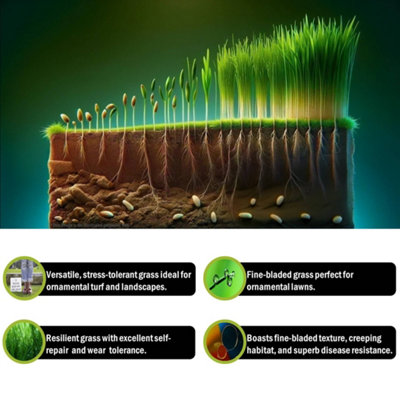 Pegdev - PDL - Smart Lawn Grass Seed: High-Yield, Resilient & Versatile - Ideal for Gardens & Parks(250g)