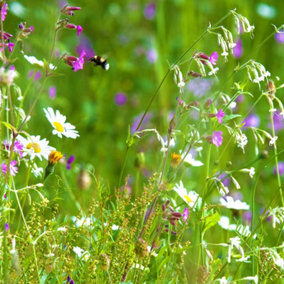 Pegdev - PDL - Woodland & Heavy Shade - Wild Flower & Grass Mix Seed - Meadow, Bees, Butterfly, Sowing Rate: 5g/m2 (100G)